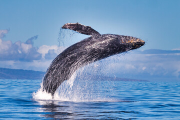 Energetic full breach by a humpback whale seen on a whale watch. - obrazy, fototapety, plakaty