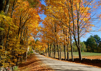 Landscape of yellow trees along sides of country road