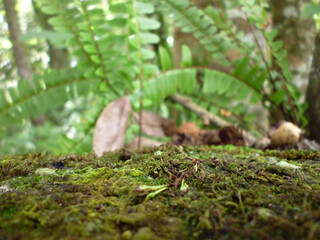 Moss tapestry with ferns