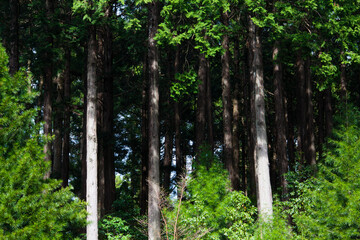 奥ノ院の杉の木
