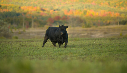 big black angus bull in green pasture field in fall rural setting on small beef farm with breeding stock in Ontario canada