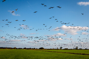 Geese in full flight in the Weerribben-Wieden national park in the province of Overijssel, the Netherlands