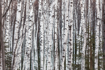 Fototapeta premium The pristine nature of the Zeya reserve. Birch Grove. White birch trunks are close to each other