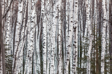 The pristine nature of the Zeya reserve. Birch Grove. White birch trunks are close to each other