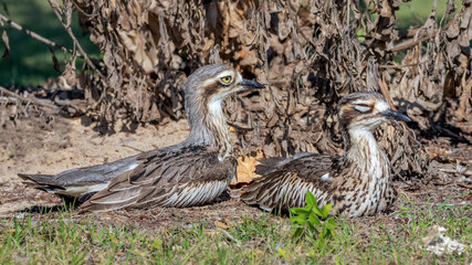 A pair of Bush Stone-curlews (Burhinus grallarius) - Tweed area, NSW, Australia