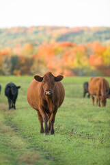 red angus beef cattle in fall field with black angus beef cattle on small farm in rural ontario...