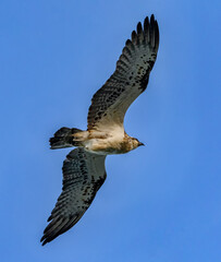 Eastern Osprey (Pandion cristatus) in flight - NSW, Australia