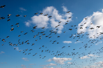 Geese in full flight in the Weerribben-Wieden national park in the province of Overijssel, the Netherlands