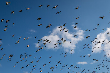 Geese in full flight in the Weerribben-Wieden national park in the province of Overijssel, the Netherlands