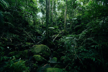 green fern tree nature in the rain forest Landscape dark tropical forest lush and water stream River