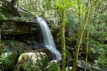 Beautiful forest waterfall thailand the jungle green tree and plant detail nature in the rain forest with moss fern on the rock and trees water streams waterfalls flowing from the mountains