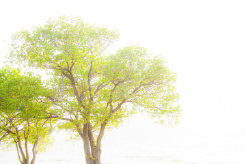 Obraz premium 新緑