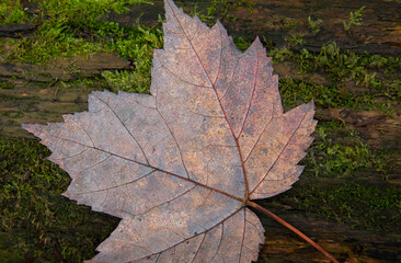 Autumn background of a macro of backside of leaf on a mossy log 