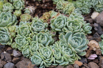 Fototapeta na wymiar cluster of succulents