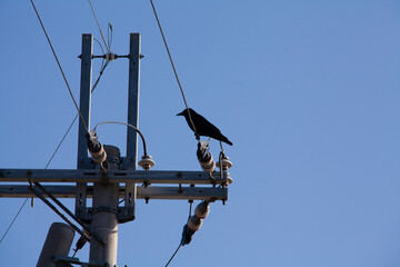 電線にとまるカラス