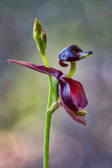 Flying Duck Orchid (Caleana major) - approx 25mm long - NSW, Australia