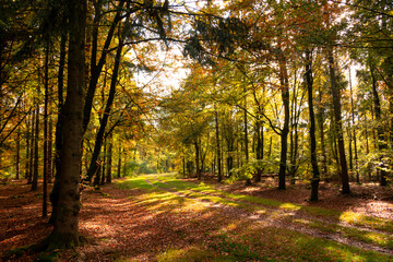 Beautiful autumn colors with yellow, orange, red and green in the forest near the town of Hardenberg and the recreation area called 'Oldemeijer'