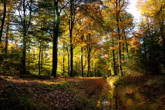 Beautiful autumn colors with yellow, orange, red and green in the forest near the town of Hardenberg and the recreation area called 'Oldemeijer'