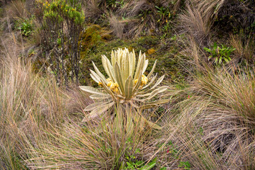 cactus in the desert