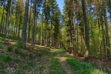Forest path in the Odenwald, Germany