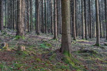 Tree plantation in the Odenwald, Germany