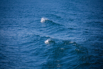 Fototapeta premium 琵琶湖の水面