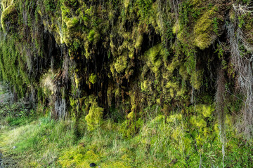 
biodiversity in nevado del ruiz in colombia and mosses