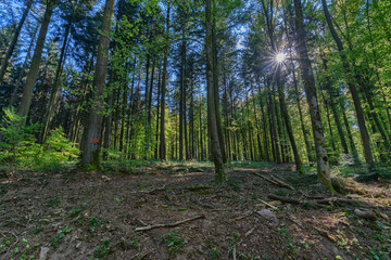 Forest scene in which the sun sends its rays into the dark
