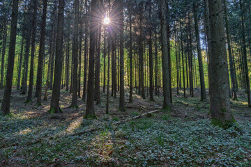 Obraz premium Forest scene in which the sun sends its rays into the dark