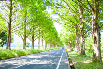 Obraz premium メタセコイア並木