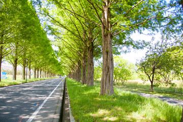 メタセコイア並木