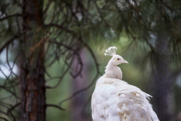 Profile of a white peacock