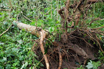 Uprooted and fallen trees due to typhoon or tropical storm Quinta or Molave aftermath in Batangas...
