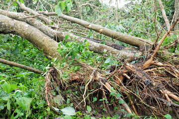 Obraz premium Uprooted and fallen trees due to typhoon or tropical storm Quinta or Molave aftermath in Batangas Province, Southern Luzon, Philippines. 