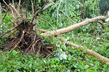 Uprooted and fallen trees due to typhoon or tropical storm Quinta or Molave aftermath in Batangas Province, Southern Luzon, Philippines. 