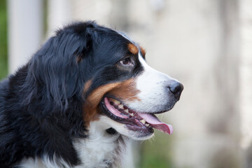 バーニーズマウンテンドッグ