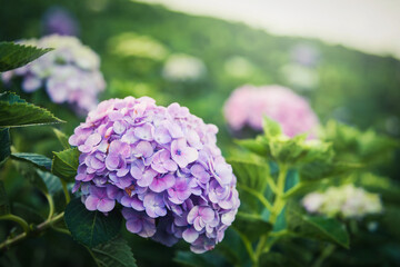 Beautiful Purple Hydrangea flower on blurred background in garden at daytime