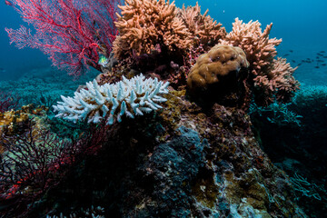 Fototapeta na wymiar Bleached corals in underwater reef scene