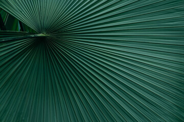 palm leaf background