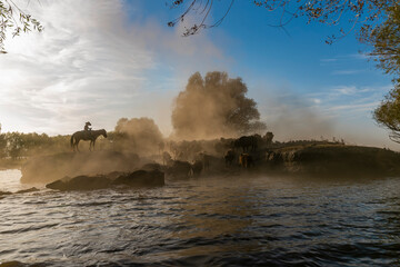wild buffalos and horses in lake Erciyes Mountain Kayseri, Turkey