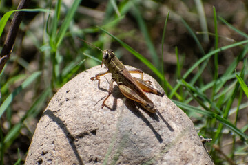 grasshopper on a stone 