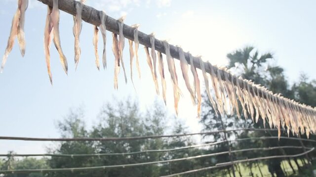 Bombay duck lizard fish hanging up to dry fisherman's catch India