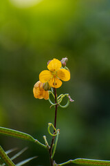 yellow flower of grass