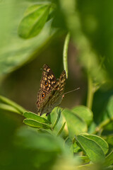 butterfly on a flower