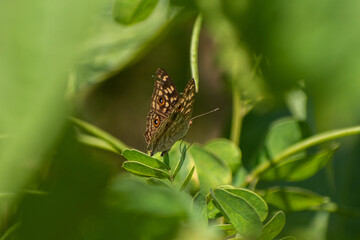 butterfly on a flower