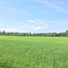 green field and blue sky