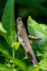 grasshopper on the grass