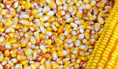 The cob and kernels of yellow corn