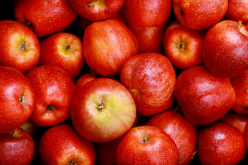 Tasty red cortland apples. Healthy diet food concept.
