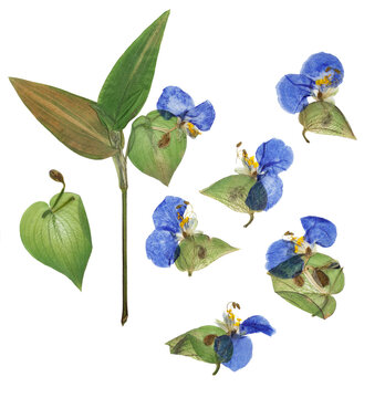 Pressed and dried flower commelina communis or asiatic dayflower isolated on white background. For use in scrapbooking, floristry or herbarium